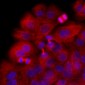 TUBB / Beta Tubulin Antibody (clone AT5B2)